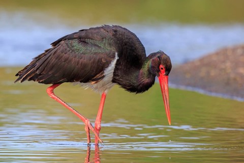Black Stork (Ciconia nigra) foraging, Greece