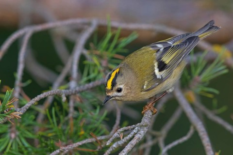 Wintergoldhähnchen, Goldcrest, Regulus regulus, Roitelet huppé, Reyezuelo Sencillo