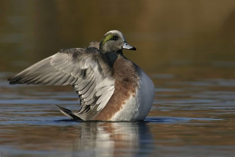 American Wigeon (Mareca americana) male, Arizona, USA