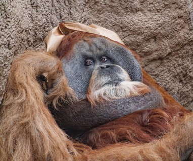 Animal portrait, Bornean orangutan (pongo pygmaeus), animal portrait of a male, adult, captive,