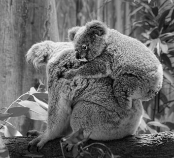Animal portrait, koala (Phascolarctos cinereus), marsupial mammal, with young on the back, koala