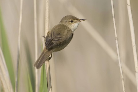 Eurasian Reed Warbler (Acrocephalus scirpaceus), Saxony, Germany