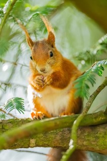 Red squirrel (Sciurus vulgaris) in a forest, Bavaria, Gernany
