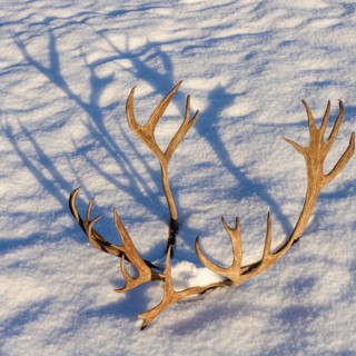 Reindeer antlers (Rangifer tarandus) with shadows cast in the snow, Norrbotten, Lapland, Sweden,