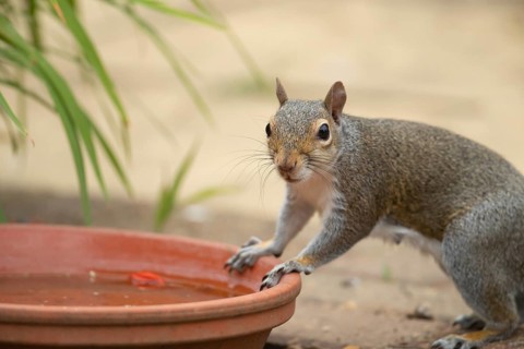 Grey squirrel (Sciurus carolinensis) adult animal resting on a garden bird water bath, Suffolk,