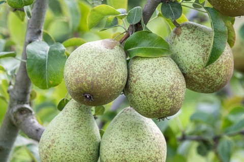 Pear (Pyrus communis GRÄFIN VON PARIS), Bundessorteamt, Germany