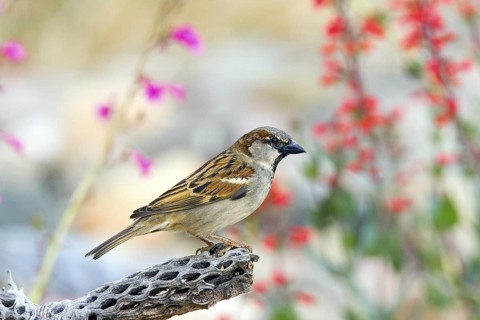 House Sparrow Passer domesticus Tucson, Pima County, ARIZONA, United States 14 March Adult Male