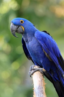Hyacinth Macaw (Anodorhynchus hyacinthinus), adult on wait, Pantanal, Brazil, South America