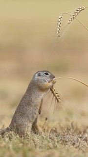 European ground squirrel (Spermophilus citellus) eating barley ear, Lake Neusiedl National Park,