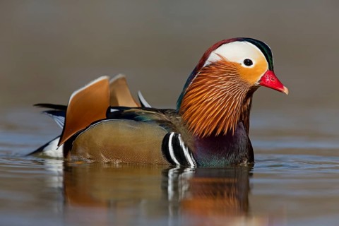 Mandarin duck, (Aix galericulata), animals, birds, duck birds, male, drake, forest park, Mannheim,
