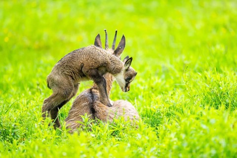 Chamois (Rupicapra rupicapra) Mother (doe) with her youngster (fawn) on a meadow, Austria