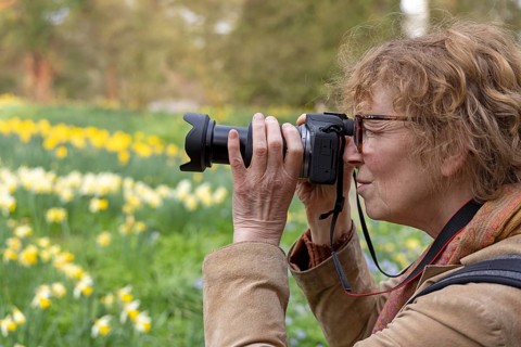 Woman photographing, Osteglocken, Batsford Arboretum, Moreton-in-Marsh, Cotswolds, England, Great