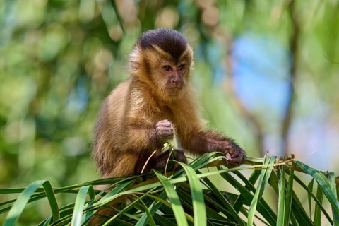A capuchin monkey sitting on a leaf, surrounded by green and dense vegetation, capuchin monkey