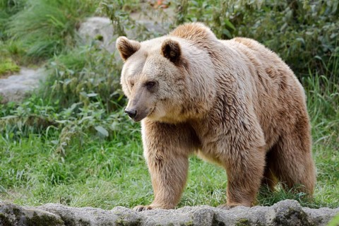 Syrian brown bear (Ursus arctos syriacus), captive, Germany