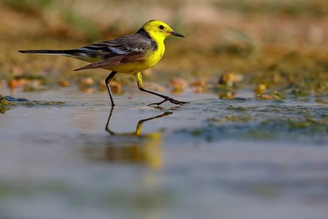 Citrine wagtail, (Motacilla citreola), foraging in a biotope, Middle East, Oman, songbird, family