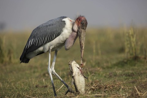 Marabou Stork (Leptoptilos crumenifer) feeding on a large catfish, Chobe, Botswana