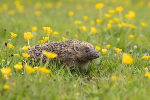 European hedgehog (Erinaceus europaeus) adult animal amongst Meadow buttercup (Ranunculus acris)