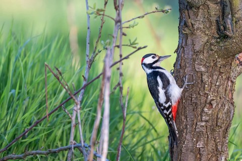 Great spotted woodpecker (Dendrocopos major) on the trunk of a cherry tree in front of a lush green