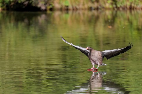 An adult greylag goose (Anser anser) lands on a lake on a sunny day. Bavaria, Germany