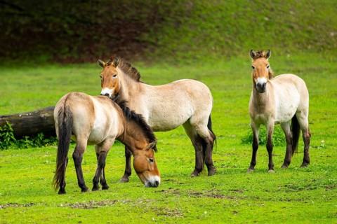 Przewalski's horse (Equus ferus przewalskii) standing on a meadow, Austria, Germany