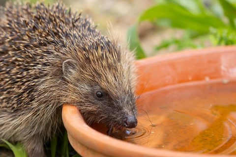 European hedgehog (Erinaceus europaeus) adult animal drinking from a water filled garden plant