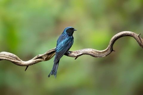Bronzed Drongo (Dicrurus aeneus) perched on a branch, Yunnan, China