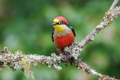 Yellow-fronted Woodpecker (Melanerpes flavifrons) perched on a branch in the Atlantic rainforest of