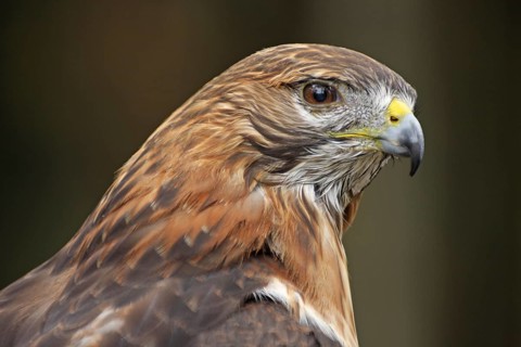 Portrait of the red-shouldered hawk (Buteo lineatus) in Homosassa, Florida, USA, captive