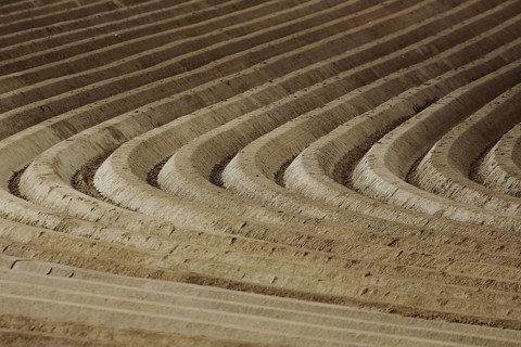Deep tall fields in brown fields, ditches with geometric furrows, parallel brown traces in the