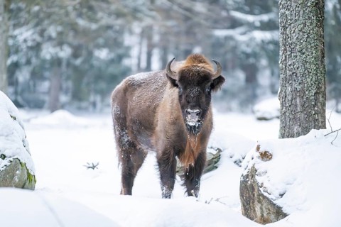 European bison (Bison bonasus) or Wisent standing on a meadow next to the forest in winter, snow,