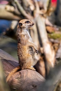 Meerkat (Suricata suricatta) standing sweet and curious in the desert, captive, occurrence Africa