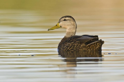 Mexican Duck (Anas diazi), Arizona, USA