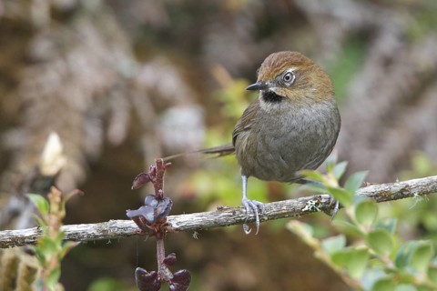 Black-throated Thistletail (Schizoeaca harterti) perched on a branch in Bolivia, South America