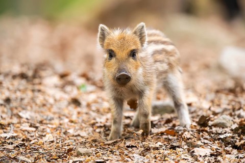 Wild boar (Sus scrofa) piglet standing in a forest, Bavaria, Germany