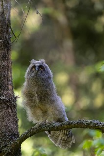 One young long-eared owl (Asio otus), sitting on a branch of a tree. Green vegetation in the