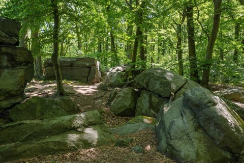 Rocks in green beech forest, Ore Mountains, Czech Republic, May 2024