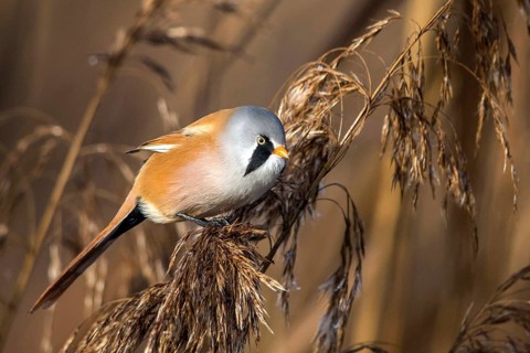 Bearded tit (Panurus biarmicus), songbird, chickadee, Federsee lake, Baden-Württemberg, Federal