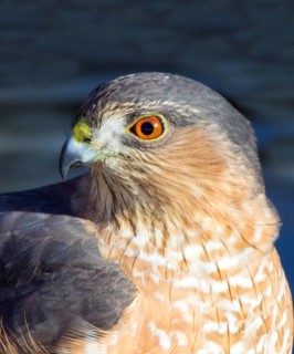 Cloe-up of an Adult Sharp-shinned Hawk, Accipiter striatus, in Saskatoon Saskatchewan