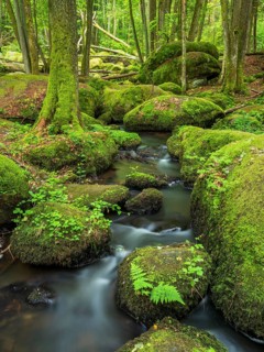 The Höllbach in the Hölle Nature Reserve flows through green forest and large moss-covered rocks,
