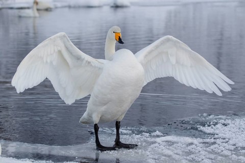 Whooper Swan (Cygnus cygnus) flapping wings, Finland