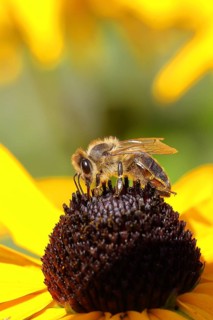 European honey bee (Apis mellifera), collecting nectar from a yellow coneflower (Echinacea