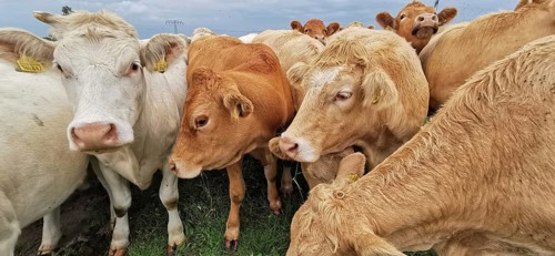 Close-up of cows (bos taurus) of different colours on a green meadow, Franconian Forest nature park