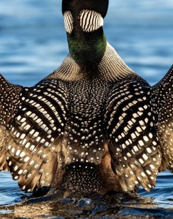 Great Northern Loon (Gavia immer), British Columbia, Canada
