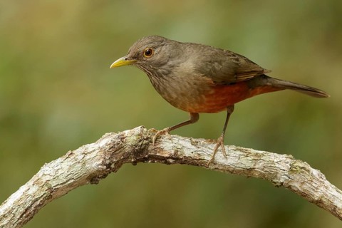 Rufous-bellied Thrush (Turdus rufiventris) perched on a branch in the Atlantic Rainforest Region of