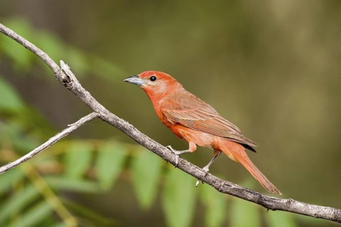 Hepatic Tanager Piranga hepatica Chiricahua Mountains, Cochise County, Arizona, United States 4