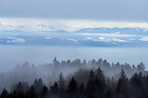 Forest in fog, snow-covered Alps behind, Beinwil, Freiamt, Horben, Lindenberg, Aargau Canton,