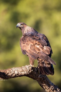 Golden Eagle (Aquila chrysaetos) female, Andalusia, Spain