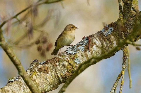 Singing bird on a lichen-covered tree trunk, chiffchaff (Phylloscopus collybita), spring, bird