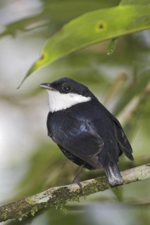 White-ruffed Manakin (Corapipo altera) male, Costa Rica