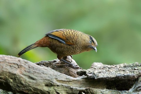 Blue-winged Laughingthrush (Trochalopteron squamatum), Yunnan, China